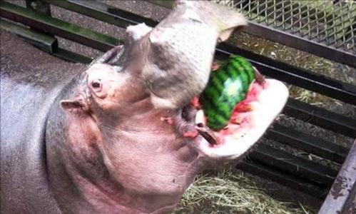 大妈吃瓜像河马图片,竟如河马般憨态可掬