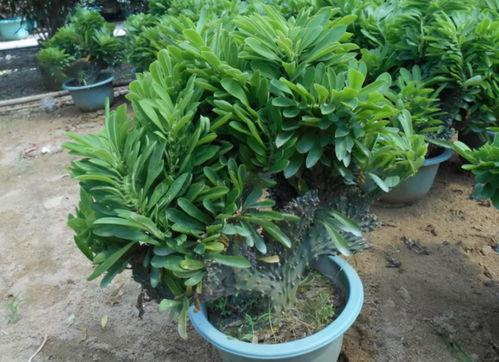 微头条怎么种花