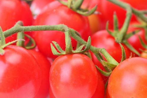 贵妃吃瓜番茄小说,宫廷秘史中的番茄瓜语