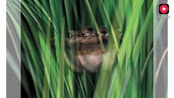 青蛙土豆吃瓜,青蛙土豆共赴瓜田盛宴
